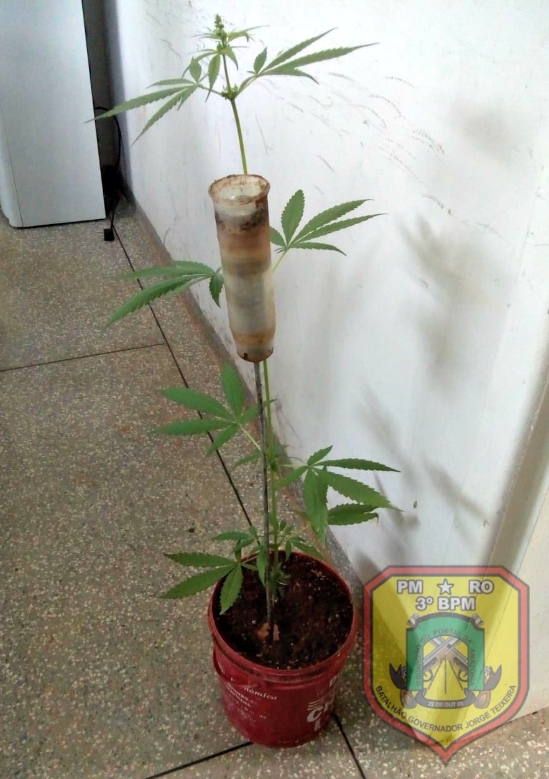 Pé de maconha VHA